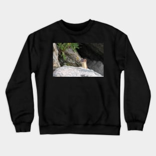 Long-tailed Weasel Crewneck Sweatshirt